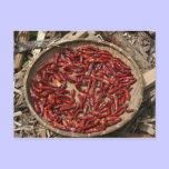 dry chillies postcards