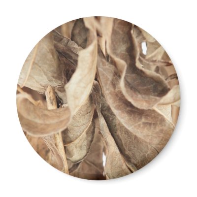 Dry Leaves Magnet by nmpics