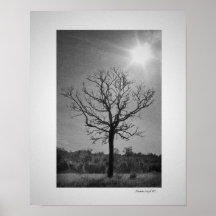 dry tree poster