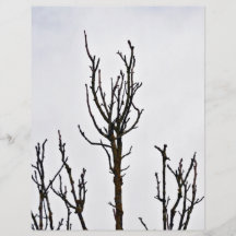 Dry Tree silhouette against cloudy sky Personalized Flyer