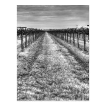 Dry Vines Postcard