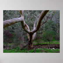 Dryads Grasp Poster