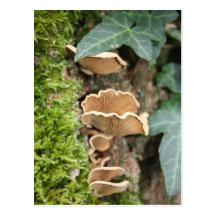 Dryads saddle wens kaart