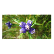 DSC00437purpleflower2 Photocarte Customisée