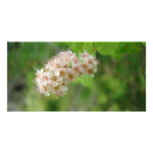 DSC00438pinkflowers Cartes De Vœux Avec Photo