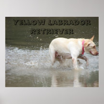 DSC00473, Yellow Labrador Retriever Posters