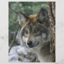 DSC04740 GreyWolf1 Flyer Design