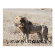 DSC_0233, YOU ARE MY KING OF BEASTS! POSTCARD