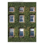 Dublin Town House Windows Climbing Ivy Greetings Card