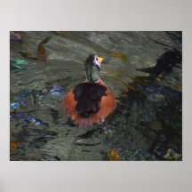 Duck and Koi Painting Print