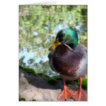 Duck Attitude Cards