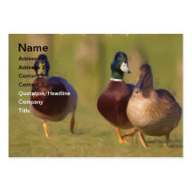 Duck Business Card