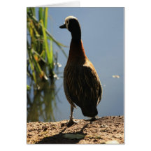 Duck By Pond Greeting Card