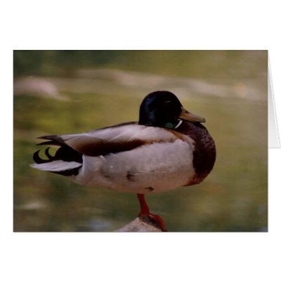 Duck Card by quetzal323