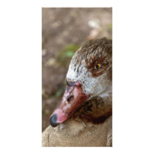 Duck Custom Photo Card