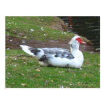 DUCK - DRAKE POST CARDS