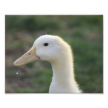 Duck Drips Art Photo