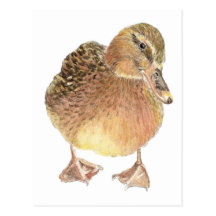 Duck, Farm Animal, Pet Post Card
