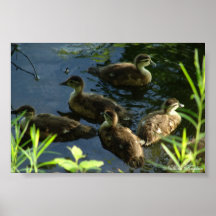 Duck Hide-out Print