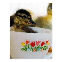 Duck in a Teacup Postcards
