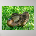 Duck in Grass Poster