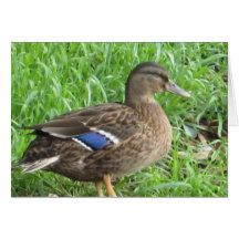Duck in the Grass Greeting Cards