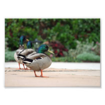 Duck Looking Back Photo