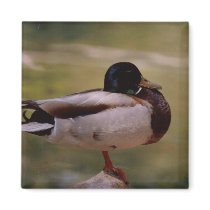Duck Refrigerator Magnets