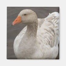 Duck Magnet