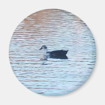 Duck magnet