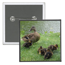Duck mom and ducklings button