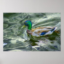 Duck on the run posters