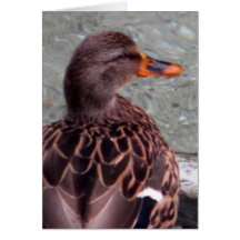 Duck Photo CArd