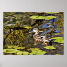 Duck poster