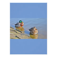 Duck Resting Invitation
