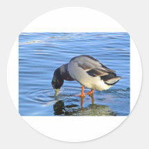 Duck Round Stickers