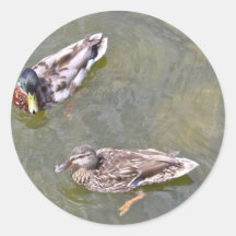 Duck Swimming Stickers
