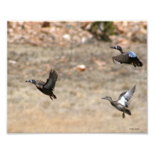 Duck Trio in Flight 8x10 Photograph