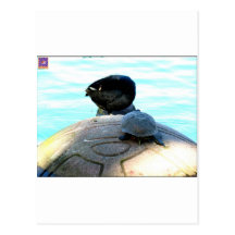 Duck & Turtle Post Cards