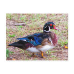 duck with lovely markings post cards