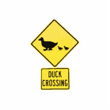 duckies photo cut out
