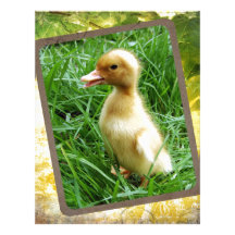 Ducking in the Grass Customized Letterhead