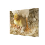 Duckling between mother's legs gallery wrapped canvas