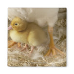 Duckling between mother's legs fridge magnets