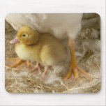Duckling between mother's legs mousepad