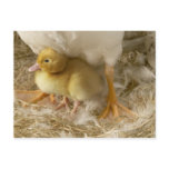 Duckling between mother's legs post cards