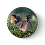 Duckling Button