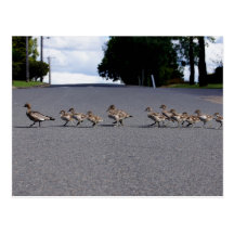 Duckling Crossing Post Cards