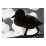Duckling in Light Card