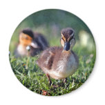 Duckling Refrigerator Magnet